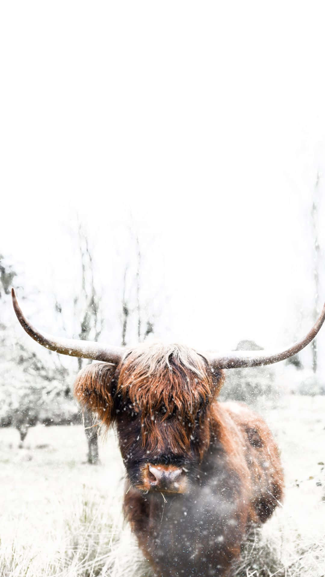 Cow iPhone Background Wallpaper