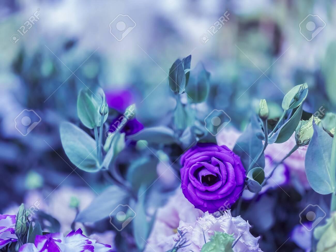 Colors Violet Lisianthus Flowers Blooming Nature Wallpaper