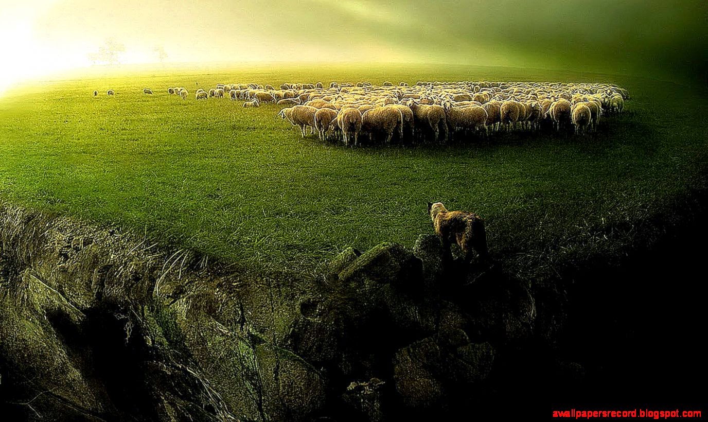 Sheep Desktop Wallpaper Photos New