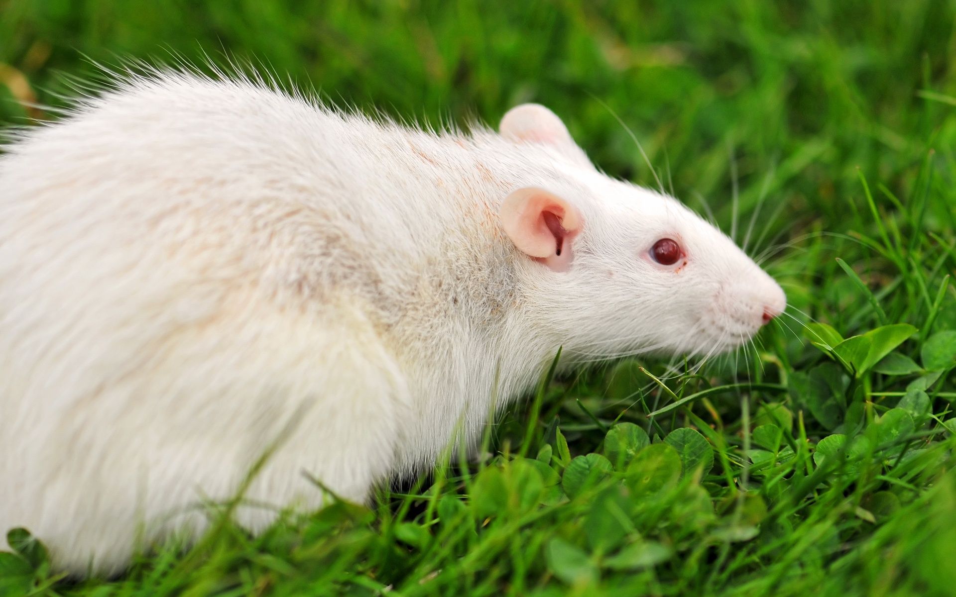 Rat Animal Pictures And Wallpaper