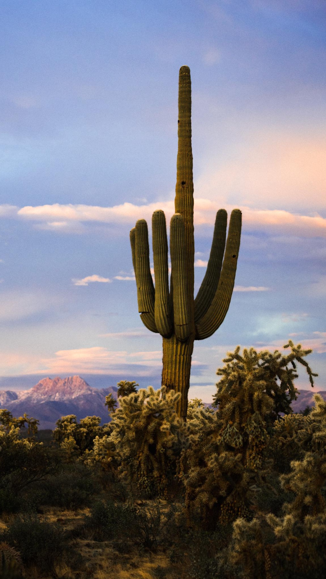 Cactus Wallpaper iPhone