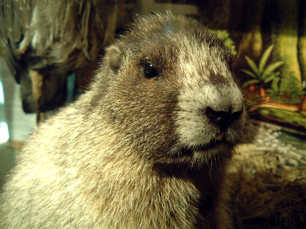 My Wallpaper Nature Groundhog