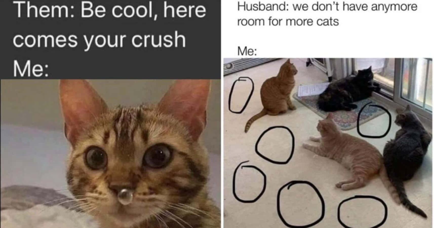Cat Meme Picture Wallpaper