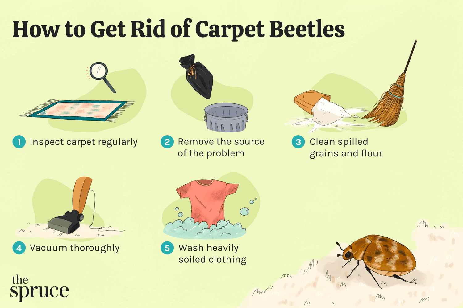 How Do I Know If Have Carpet Beetles In My Hair At Melissa Reese Wallpaper