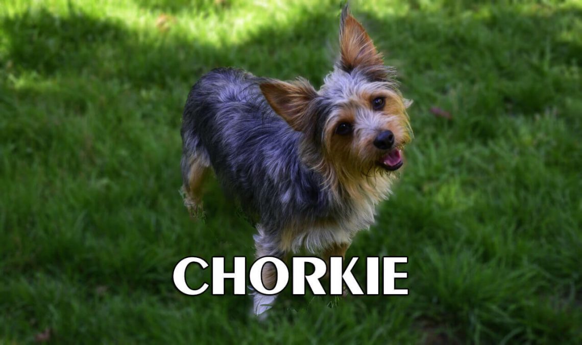 Chorkie Characteristics Appearances And HD Photos