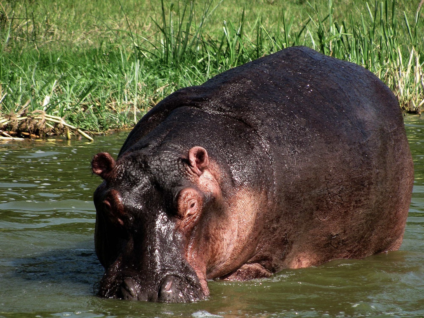 Hippopotamus Guinea Bissau Wallpaper Photo Shared By