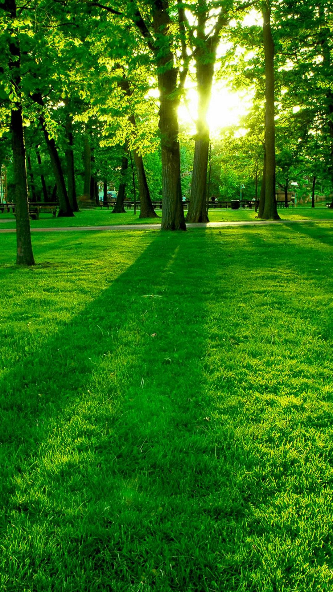 Nature Phone Wallpaper