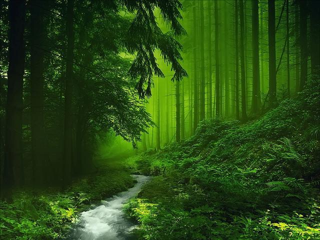 Beautiful Green Forest Live Wallpaper For Dress Up Your Home Screen