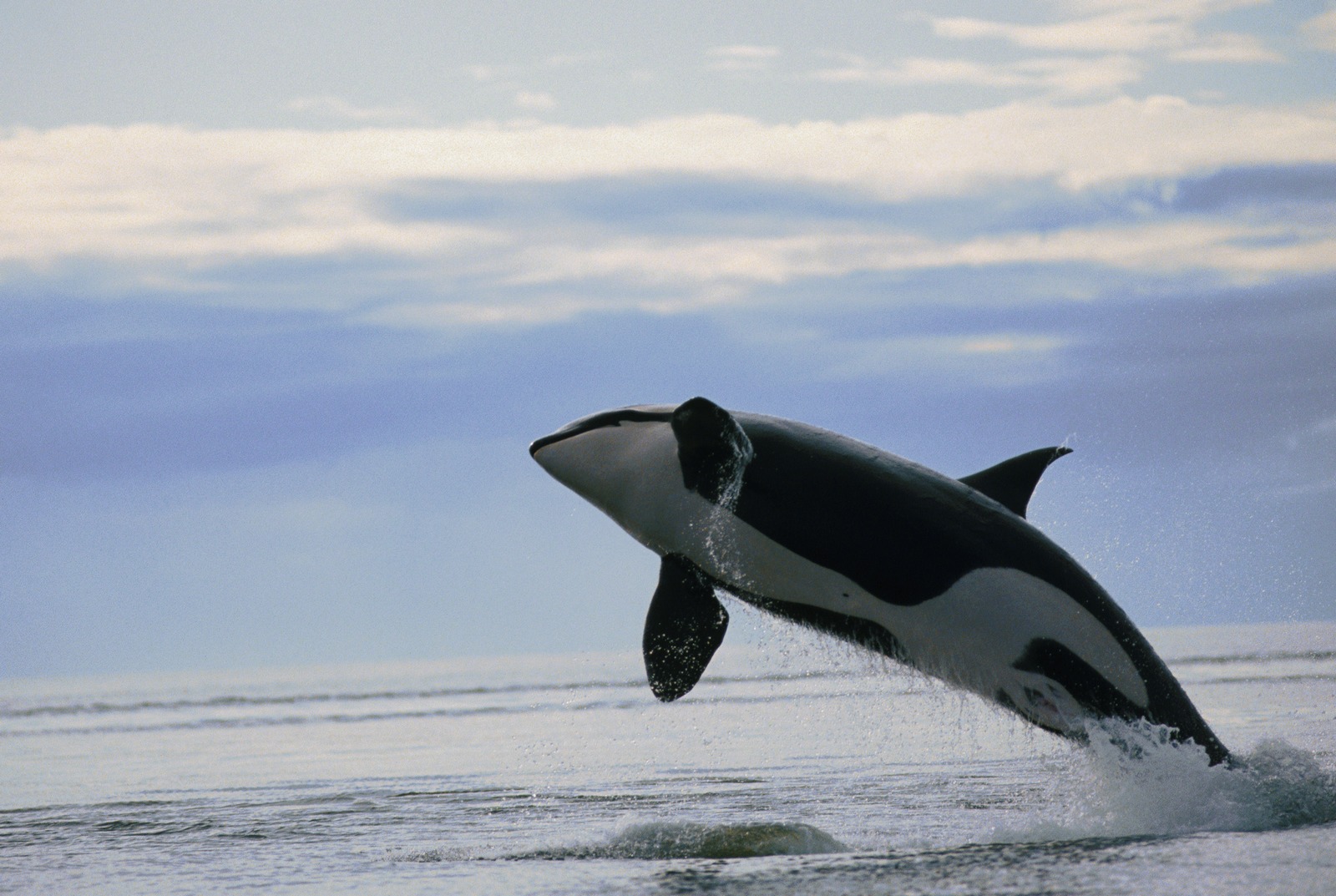 Malignant Sharks And Killer Whales My Image