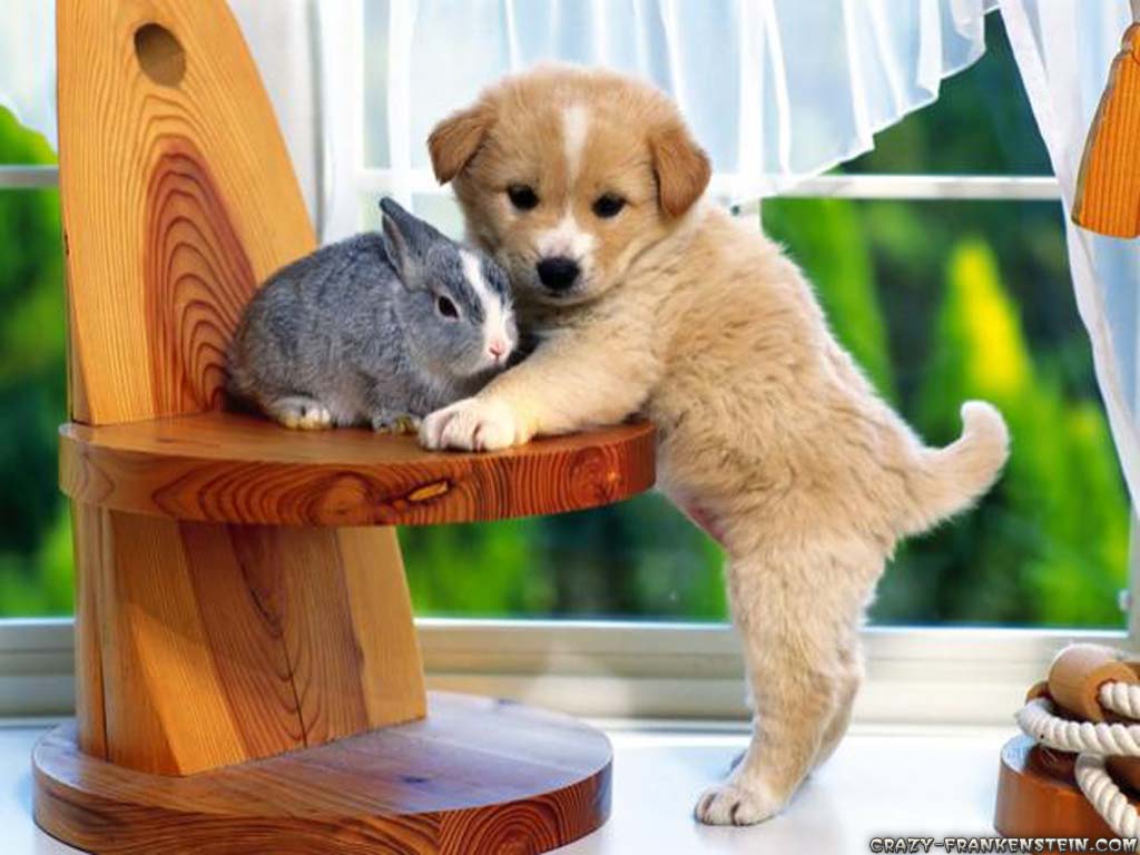 Bunny Animal Wallpaper Pictures And Cute Dog Beautiful