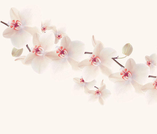 Life Aires Wdai0803 B Wallpaper