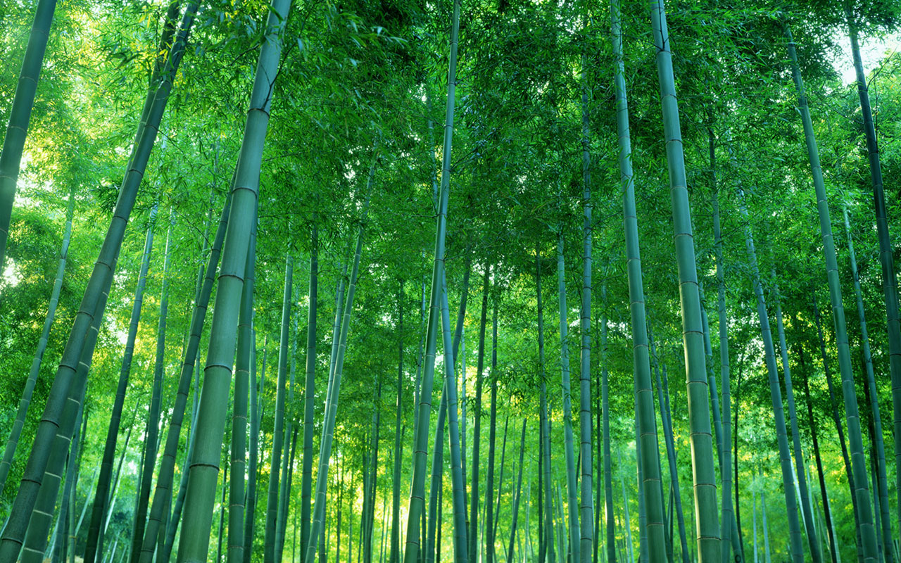 Wallpaper Shunan Bamboo Desktop