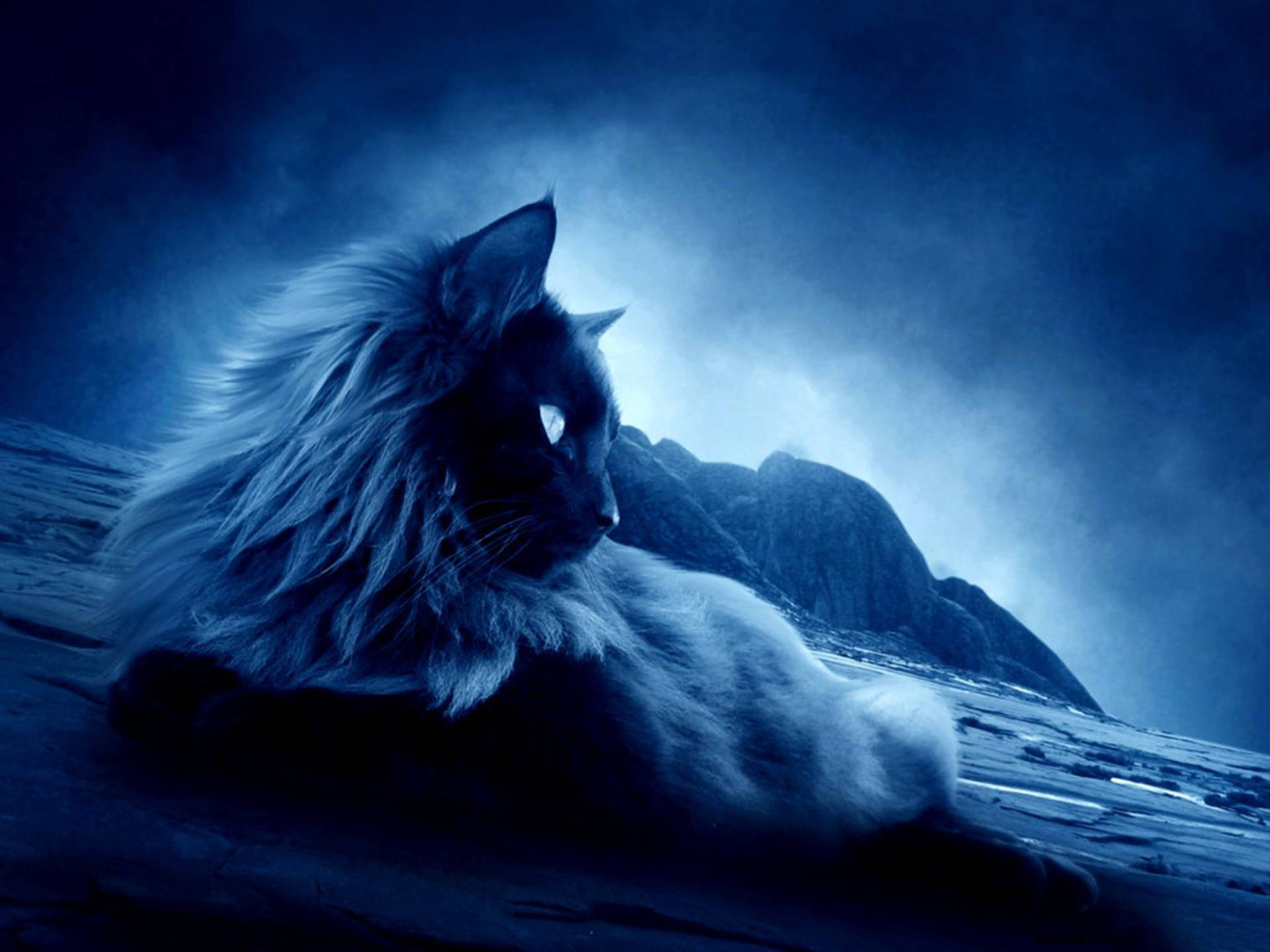Cool Cat Wallpaper