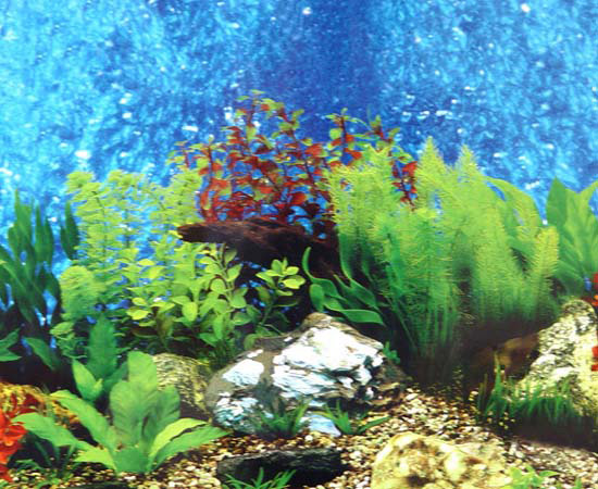 Aquarium Background