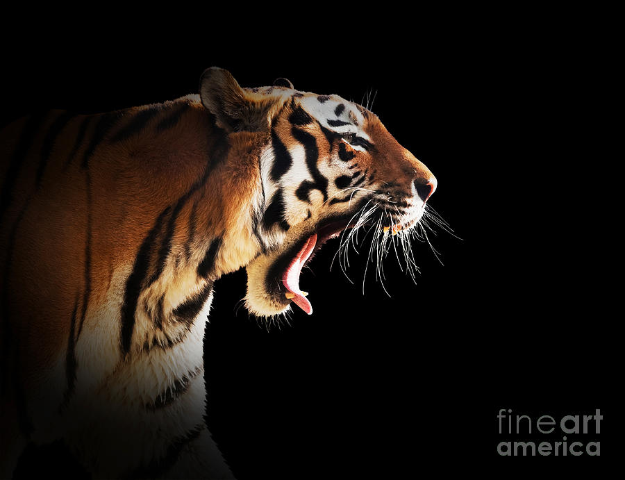 Wild Tiger Roaring On Black Background Photograph By Michal