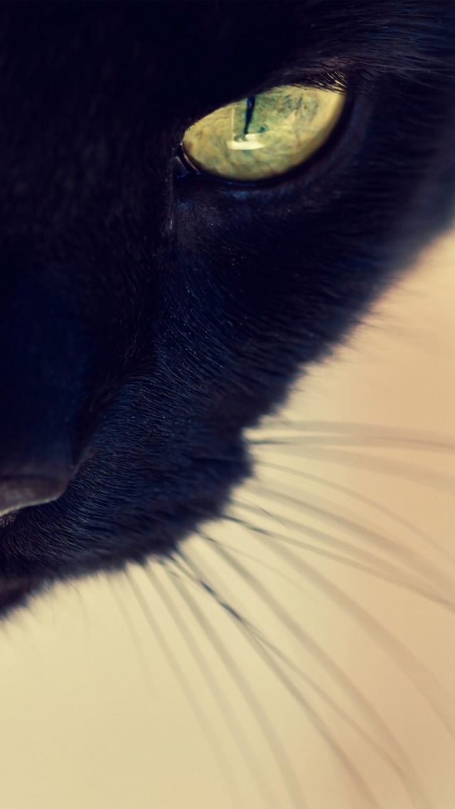Black Cat Yellow Eyes   The iPhone Wallpapers