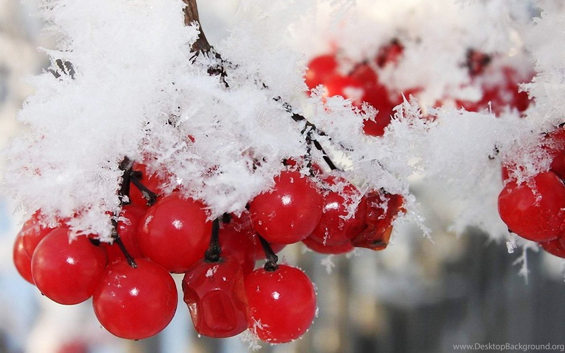 Nature Winter First Snow Red Berries Fruits Cranberry G Wallpaper