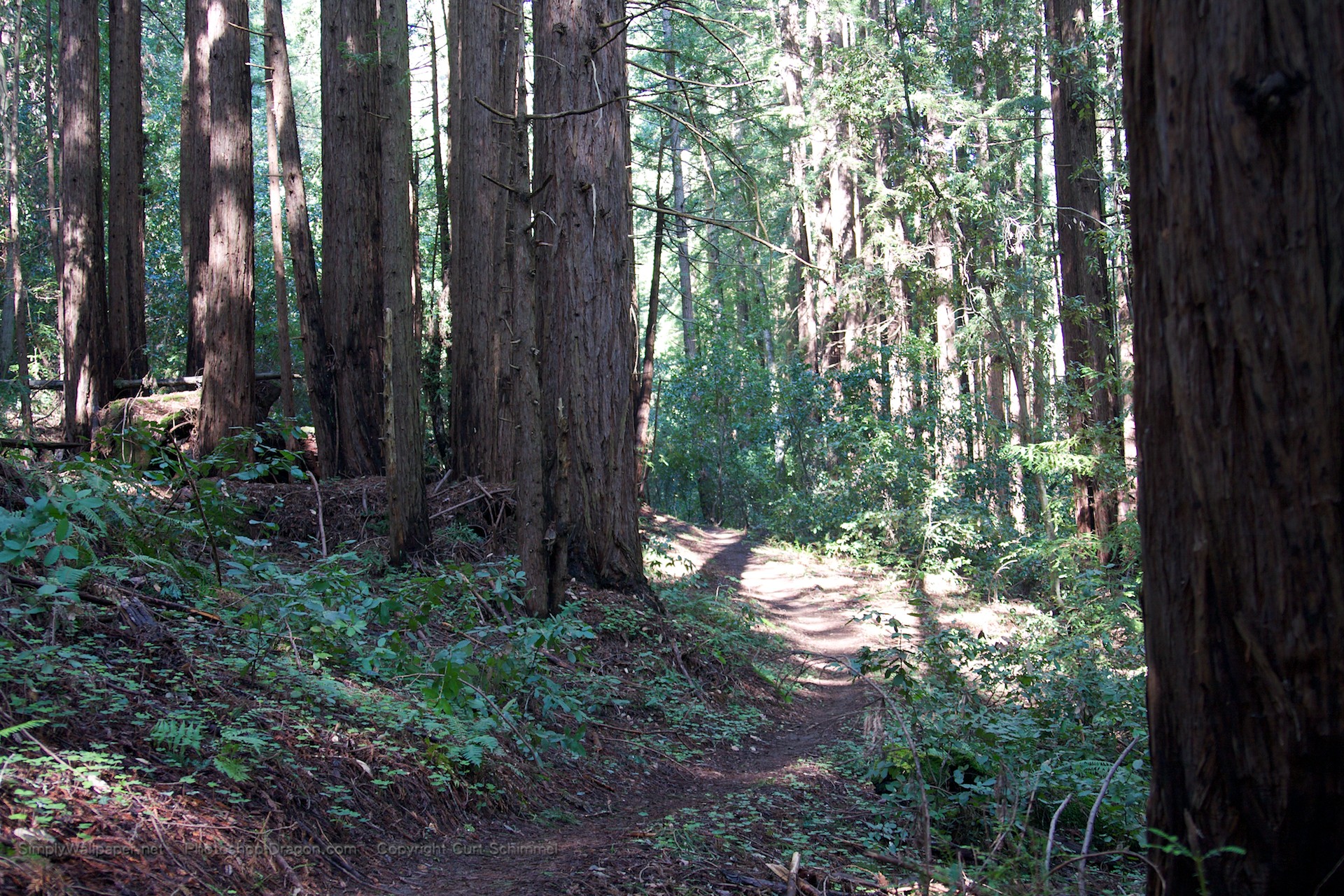 Redwoods Wallpaper Click Picture For High Resolution HD
