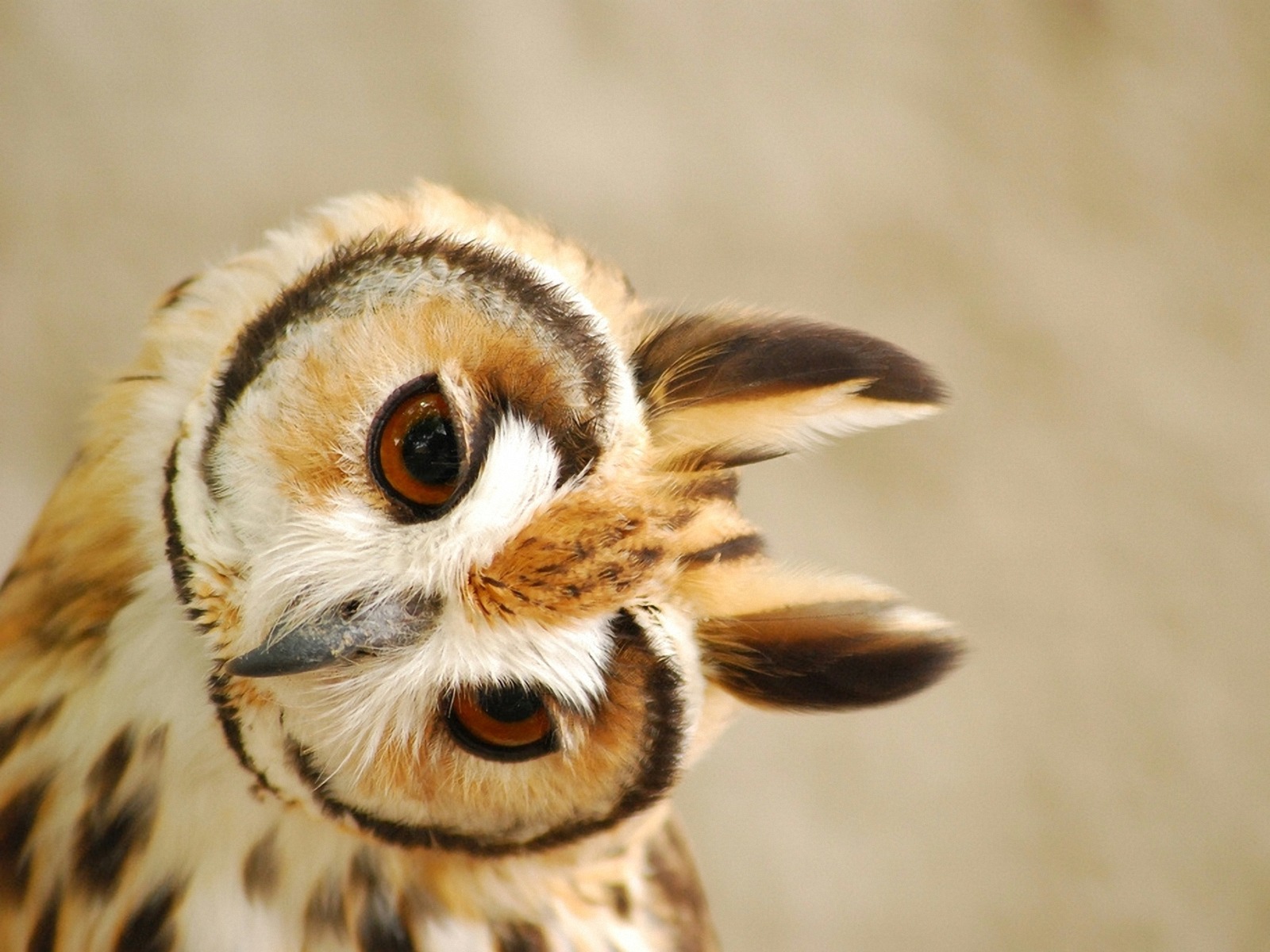 Cute Owl Wallpaper Pictures