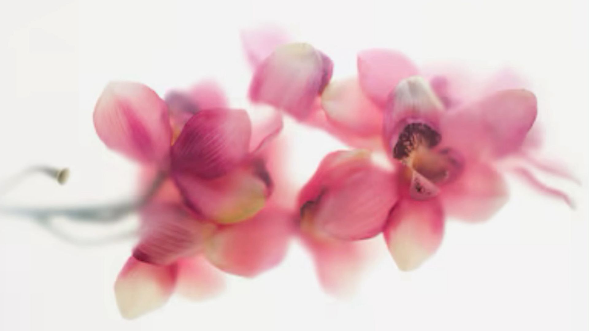 Pink Orchid Macbook Wallpaper