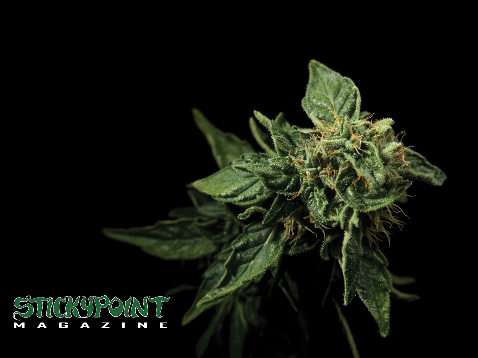 Marijuana Leaves Widescreen Wallpaper HD New Year