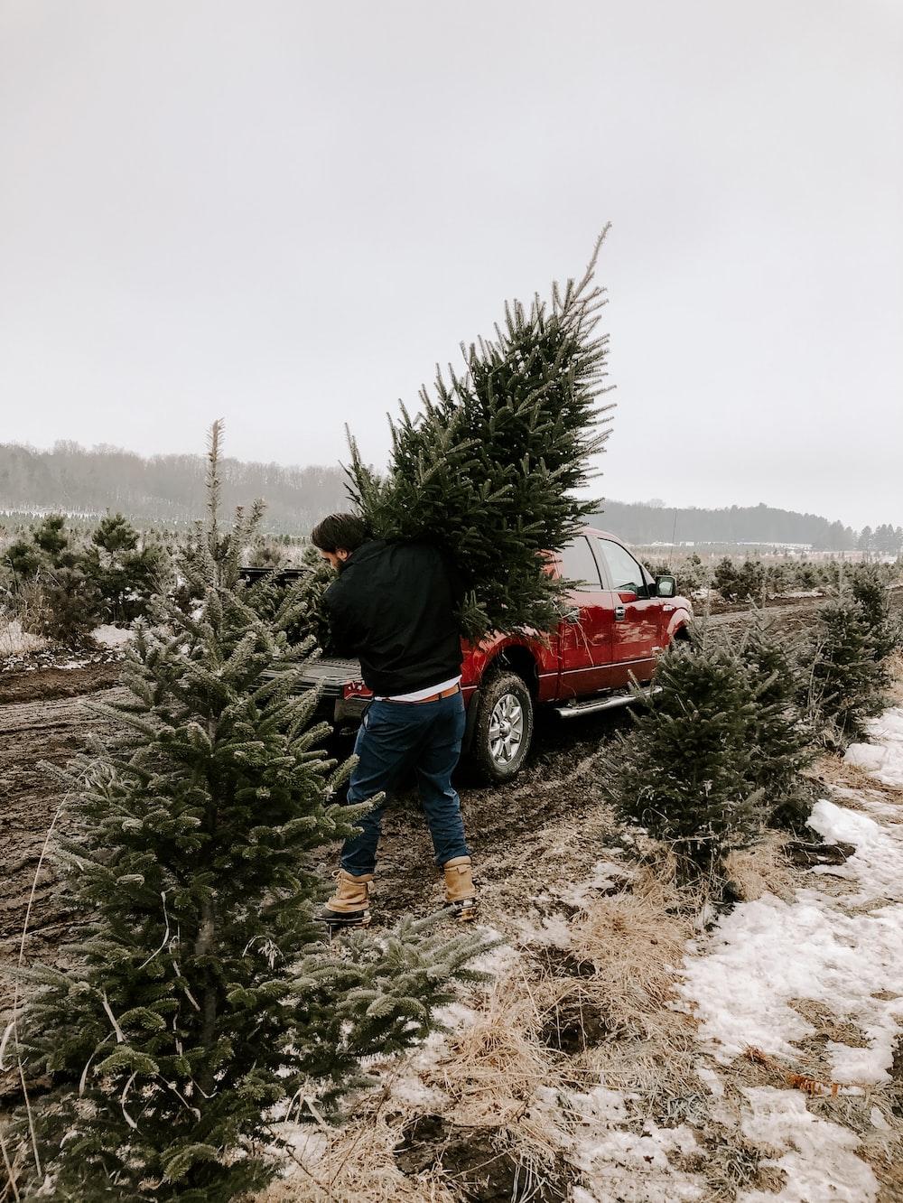 Man Carrying Christmas Tree Photo Image