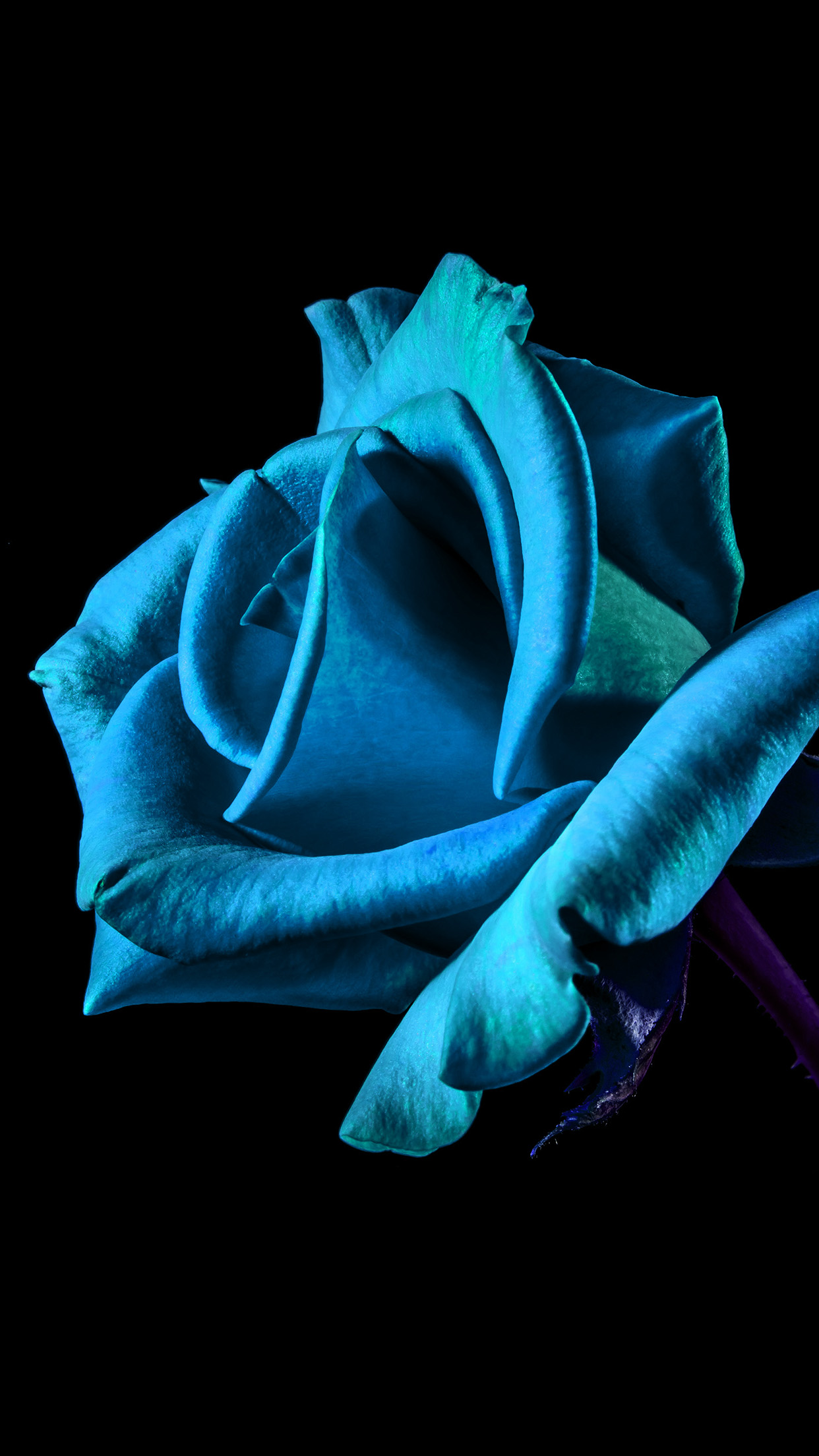 Flower Rose Blue Dark Beautiful Best Nature Android Wallpaper