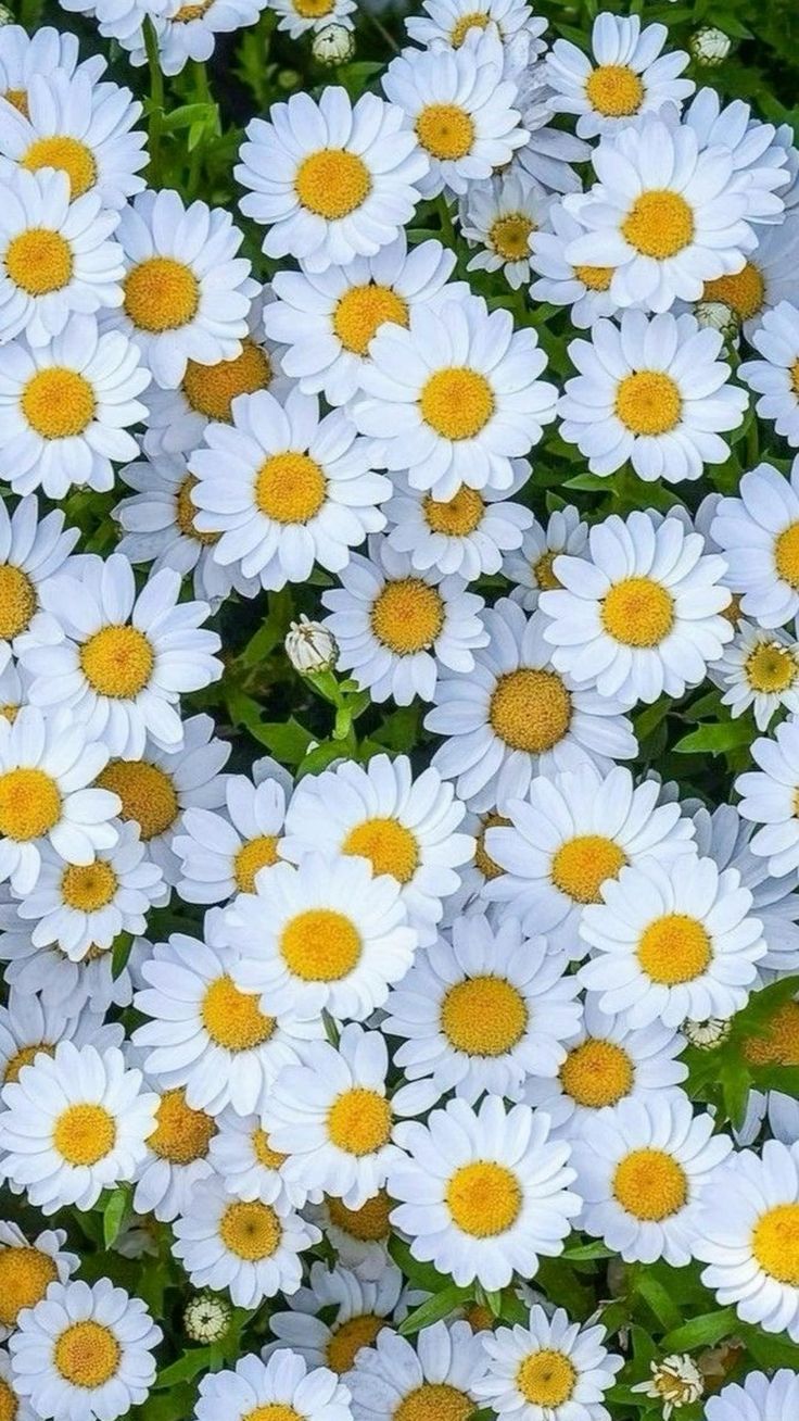 White And Yellow Flowers Wallpaper