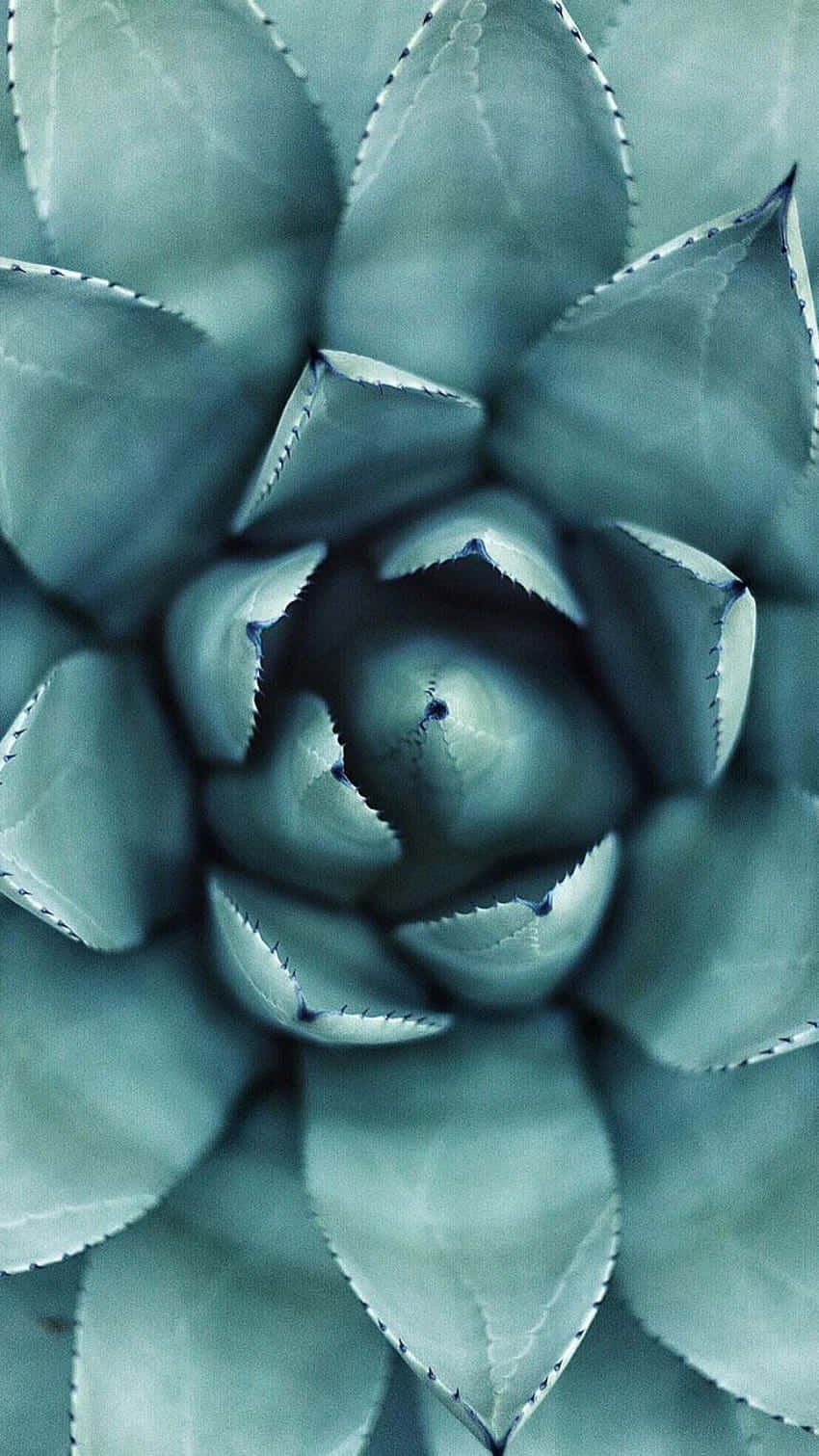 Brighten Up Any Time With This Succulent iPhone Wallpaper