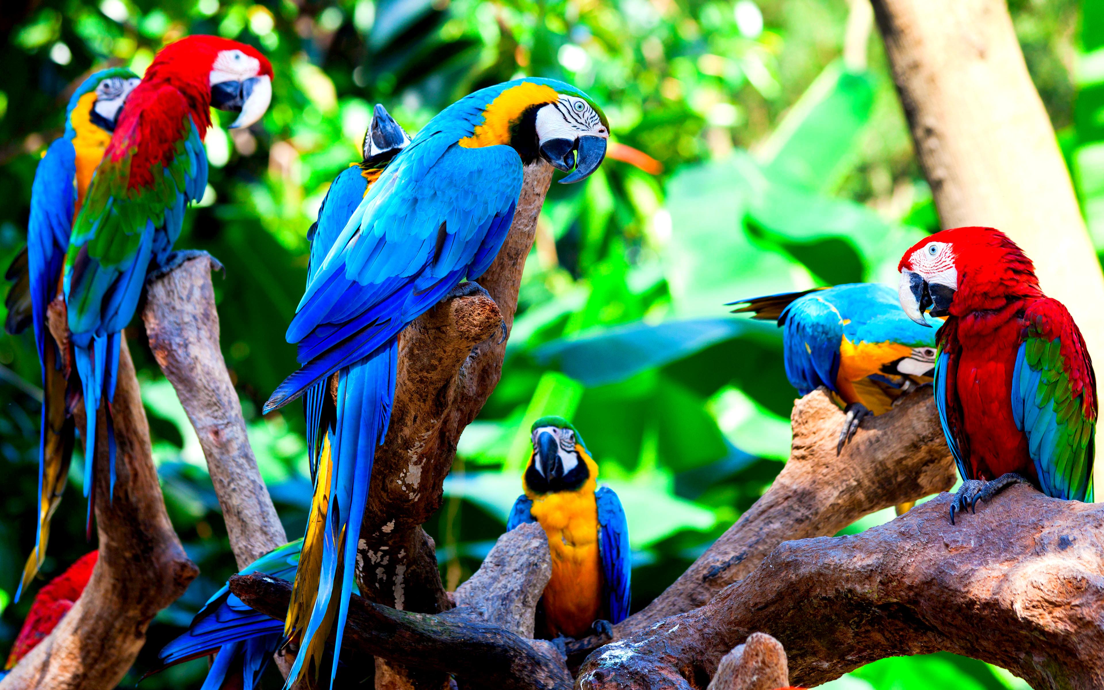 Macaw Wallpapers and Background Images   stmednet