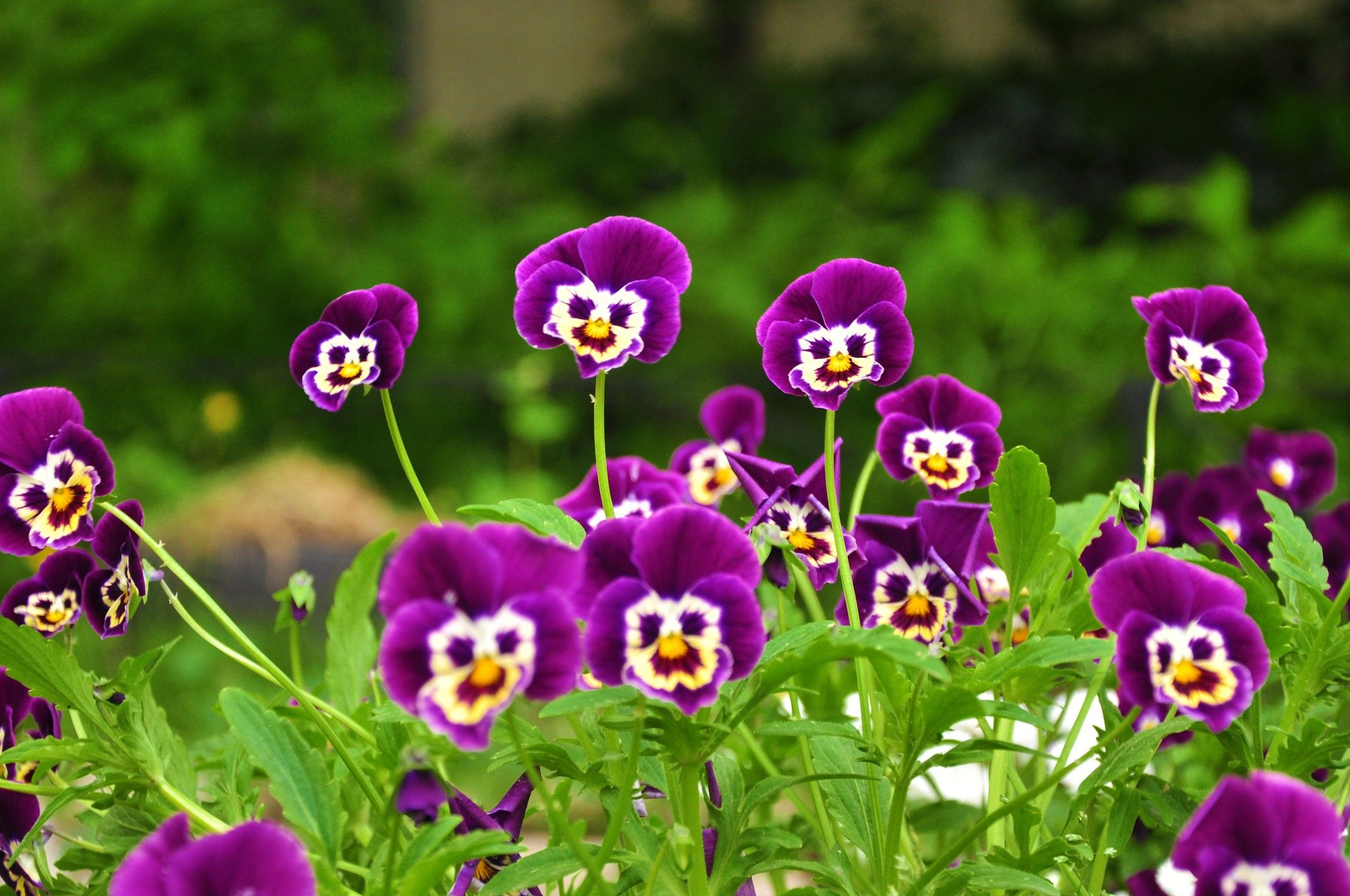 Desktop Wallpaper Nature Flowers