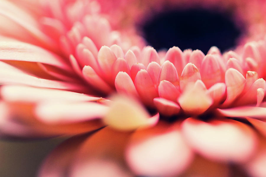 Flower Plant Beautiful Background Sophisticate Nice Nature