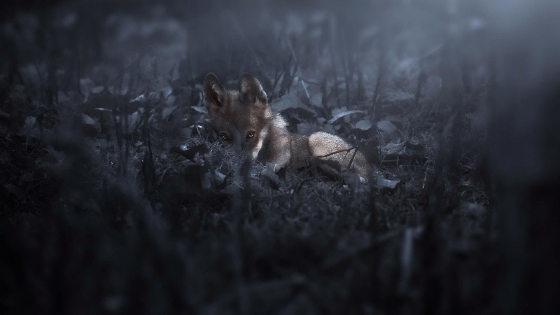 Dark Animals Wallpaper