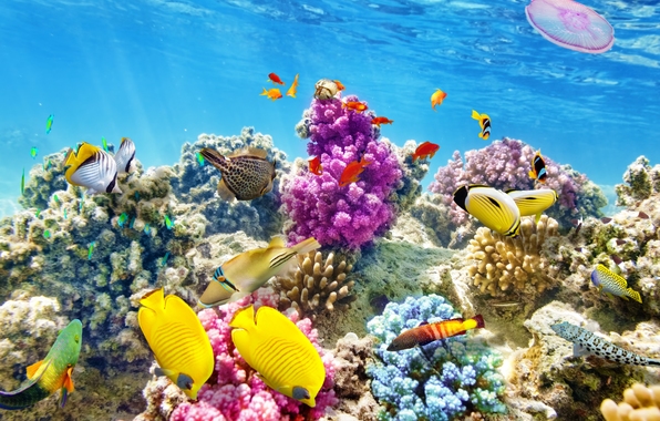 Underwater Fish Ocean Coral Reef Wallpaper Photos Pictures