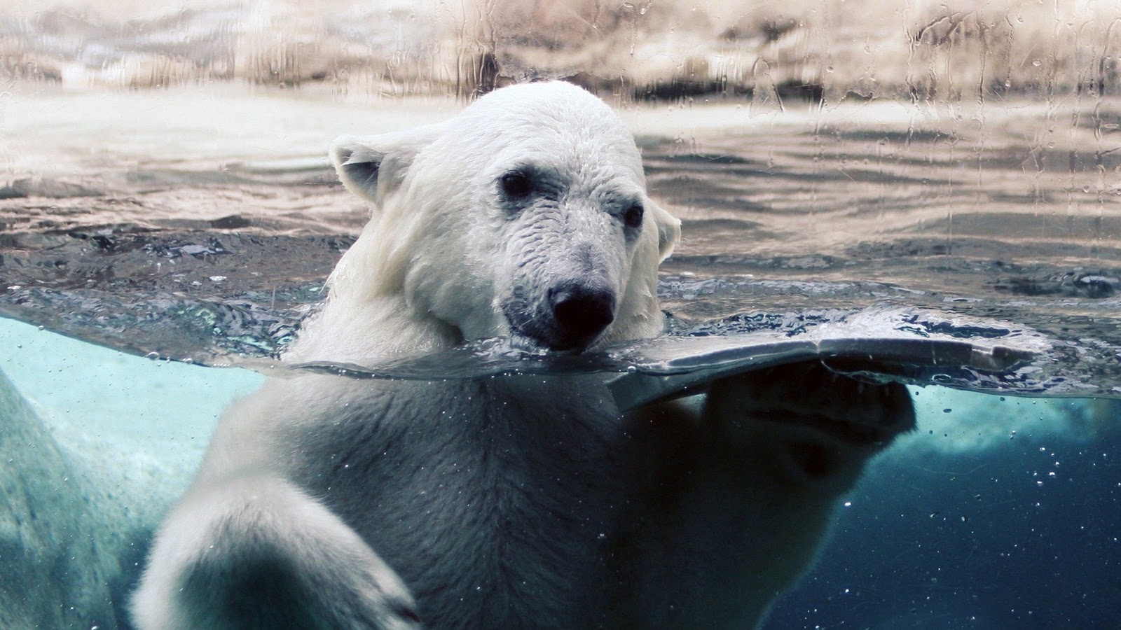 Polar Bear Wallpaper HD Desktop Wallapers