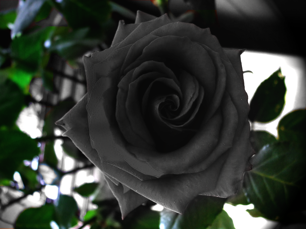Black Rose Roses HD Wallpaper