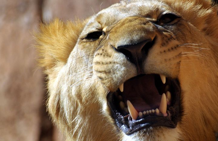 lions roar Wallpaper