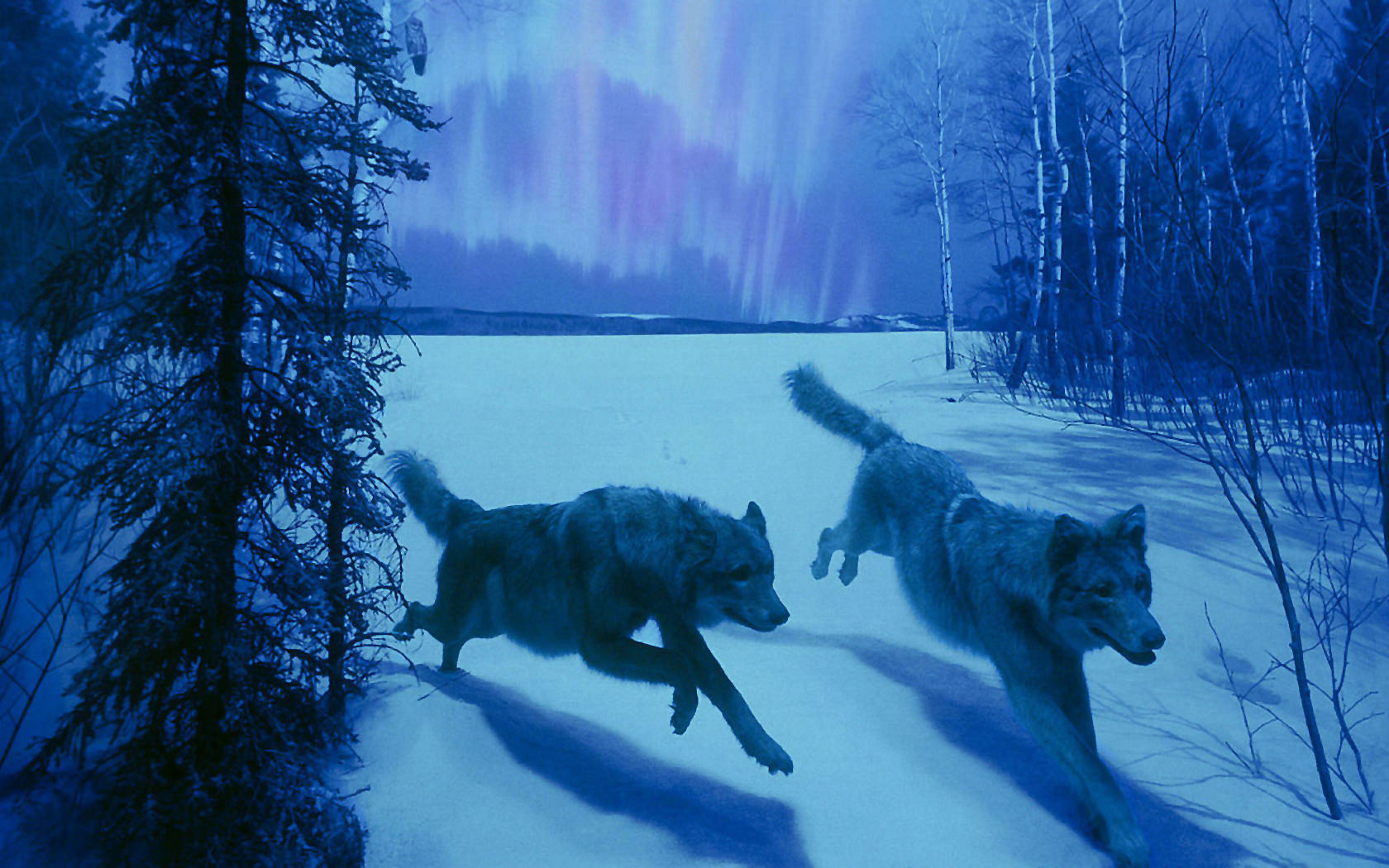 Wolf Background Wallpaper Image Design Trends