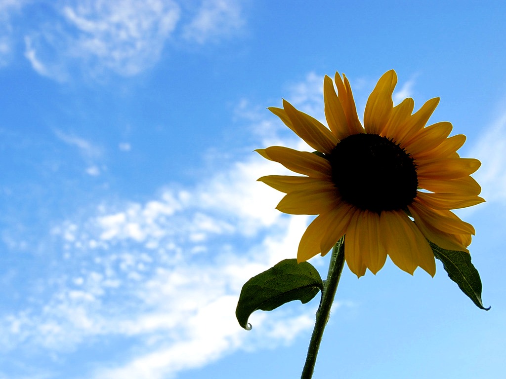 Summer Screensavers And Wallpaper Sunflower Photos Of