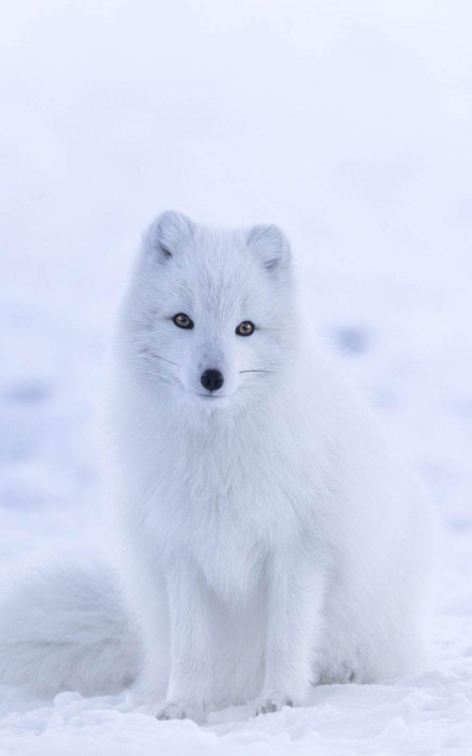 Cute White Arctic Fox 4k Ultra HD Mobile Wallpaper