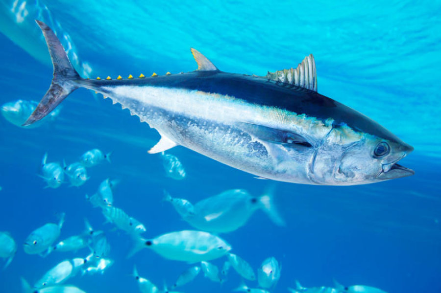 Tuna Closely Related To Some Of The Strangest Fish In