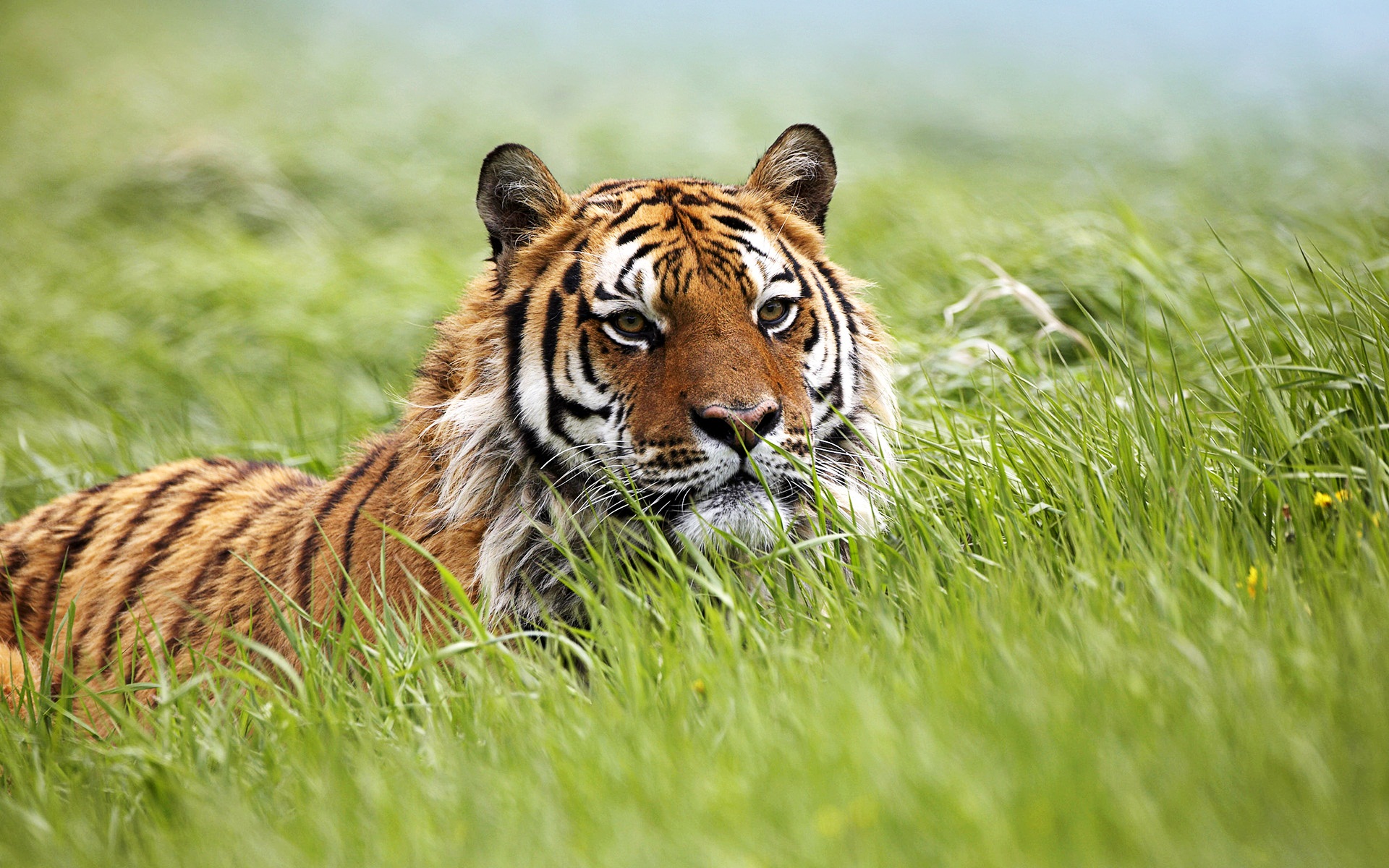 Amazing Siberian Tiger Wallpaper HD
