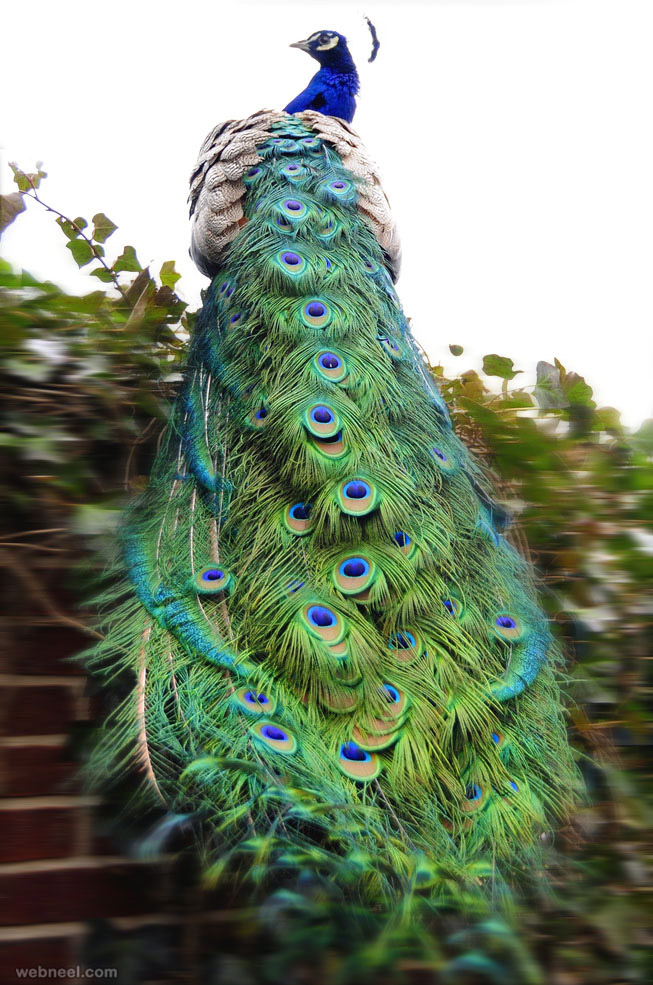 Beautiful Peacock Photos And White Pictures Part