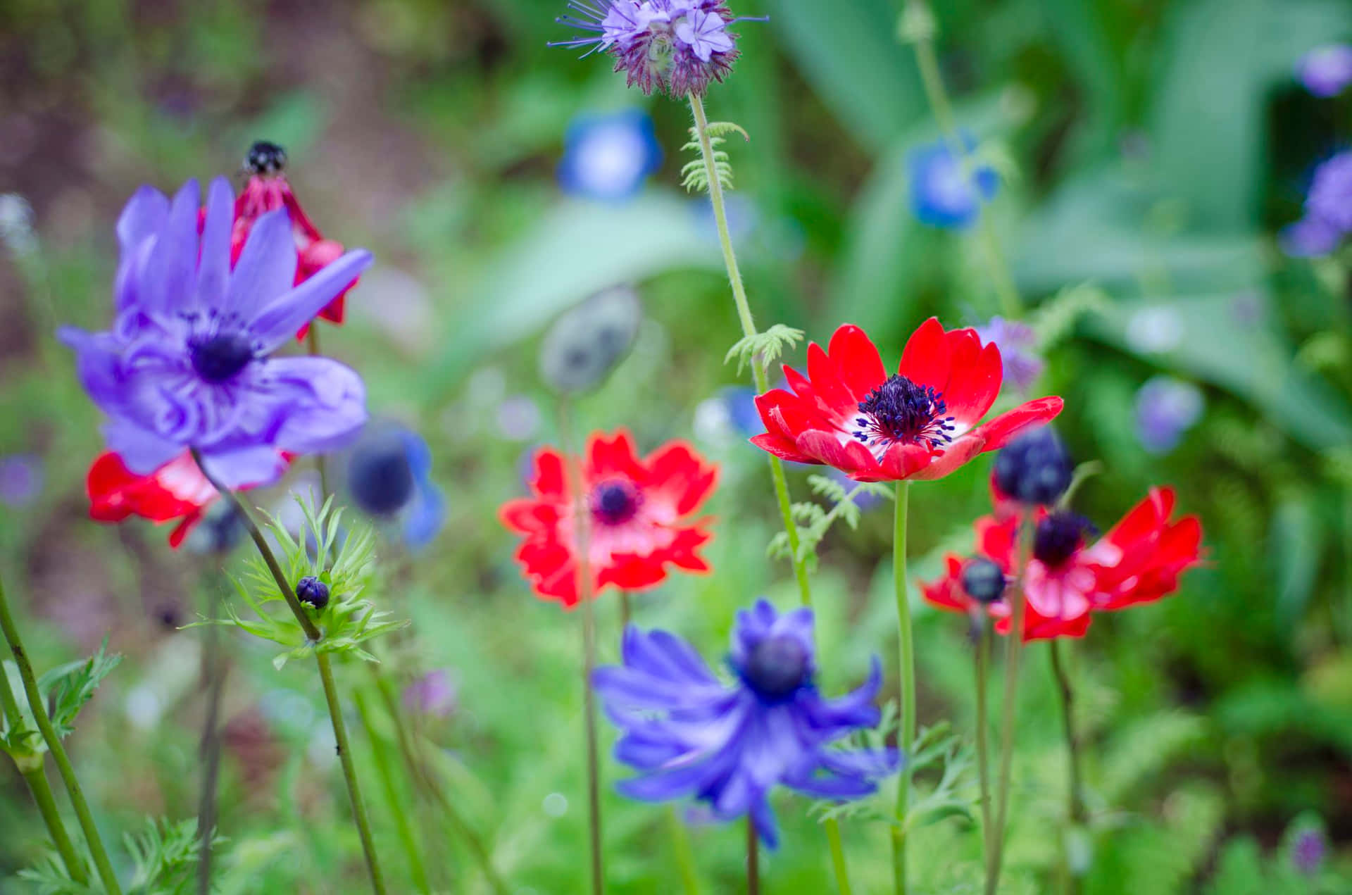 A Vibrant Anemone Flower In Full Bloom Wallpaper