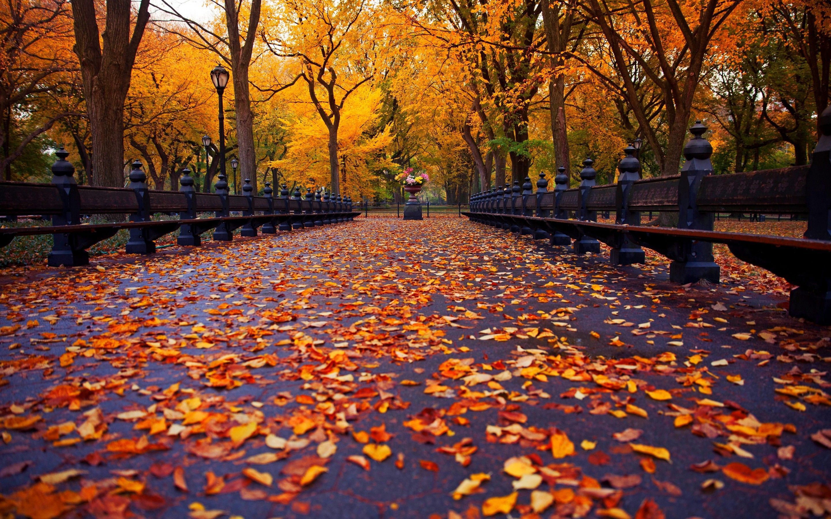 Nyc Fall Wallpaper Top Background