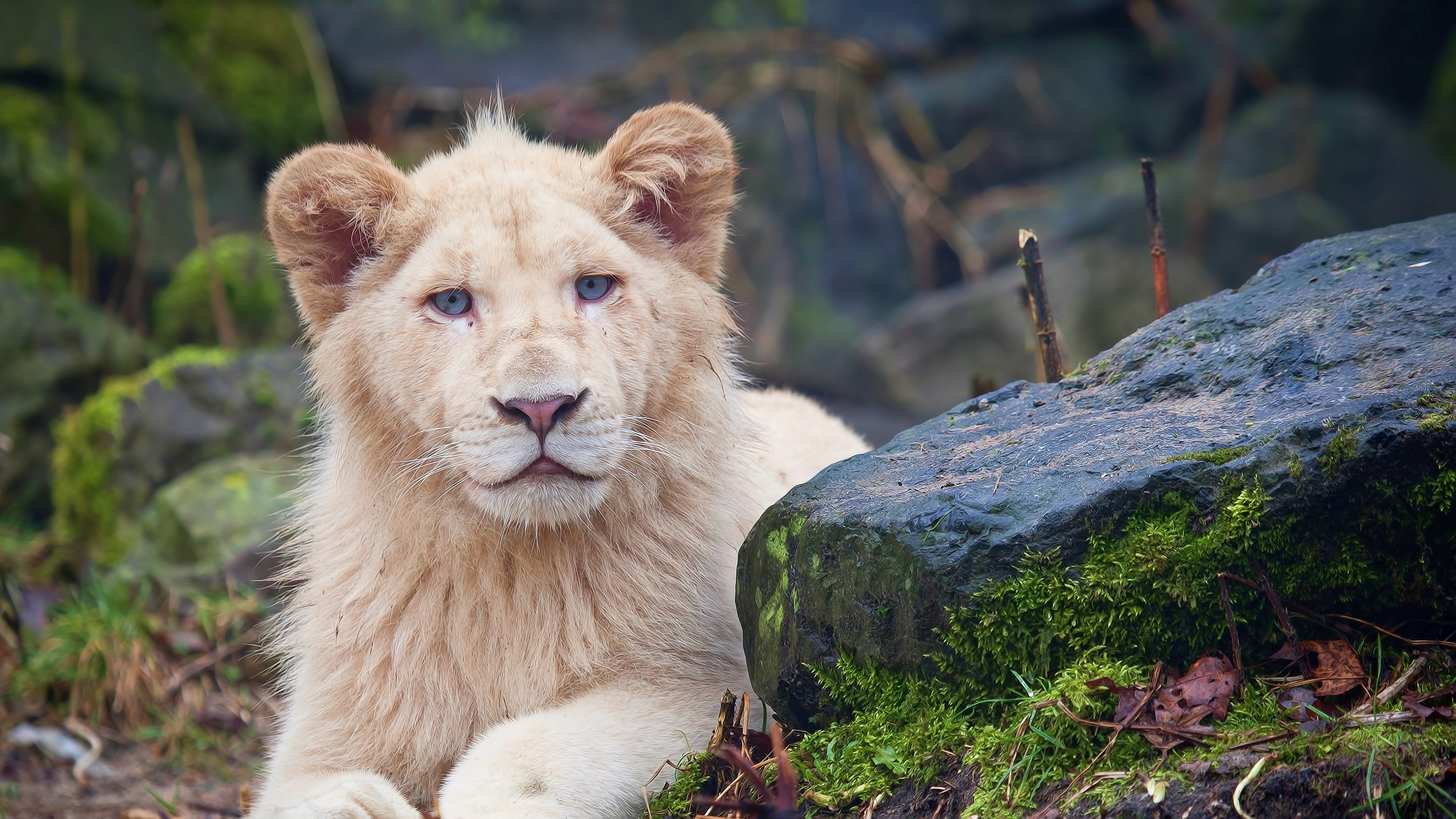 Lion Big Cats 4k HD Animals Wallpaper Image