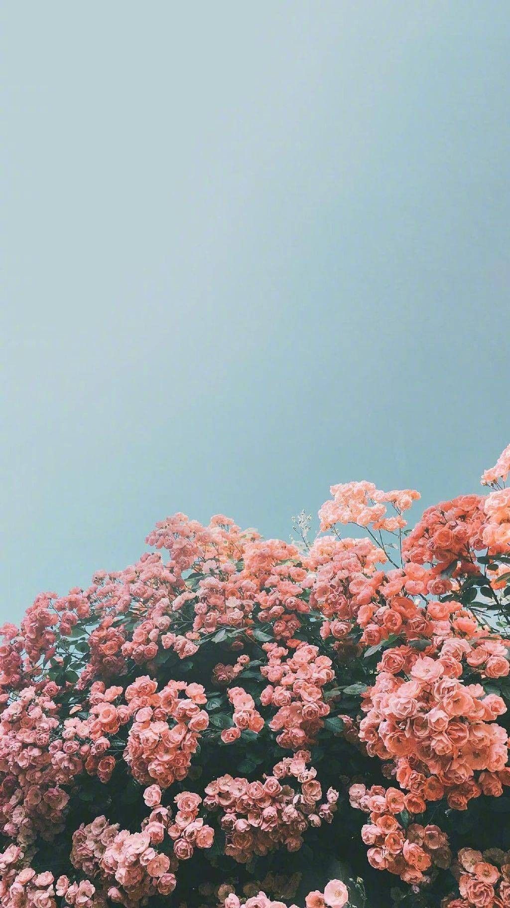 100 Beautiful iPhone wallpaper iphone background summer flower