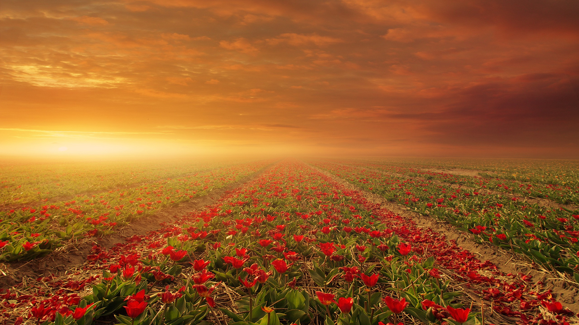 Flower Fields Nature Laptop Full HD 1080p 4k Wallpaper