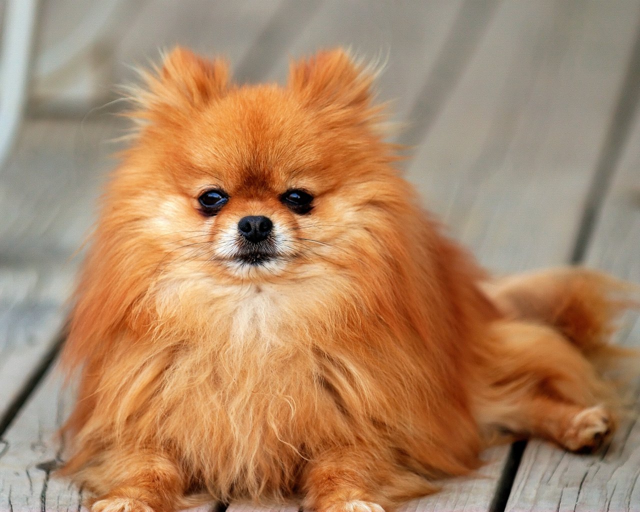 Pomeranian Wallpaper Pictures Breed Information