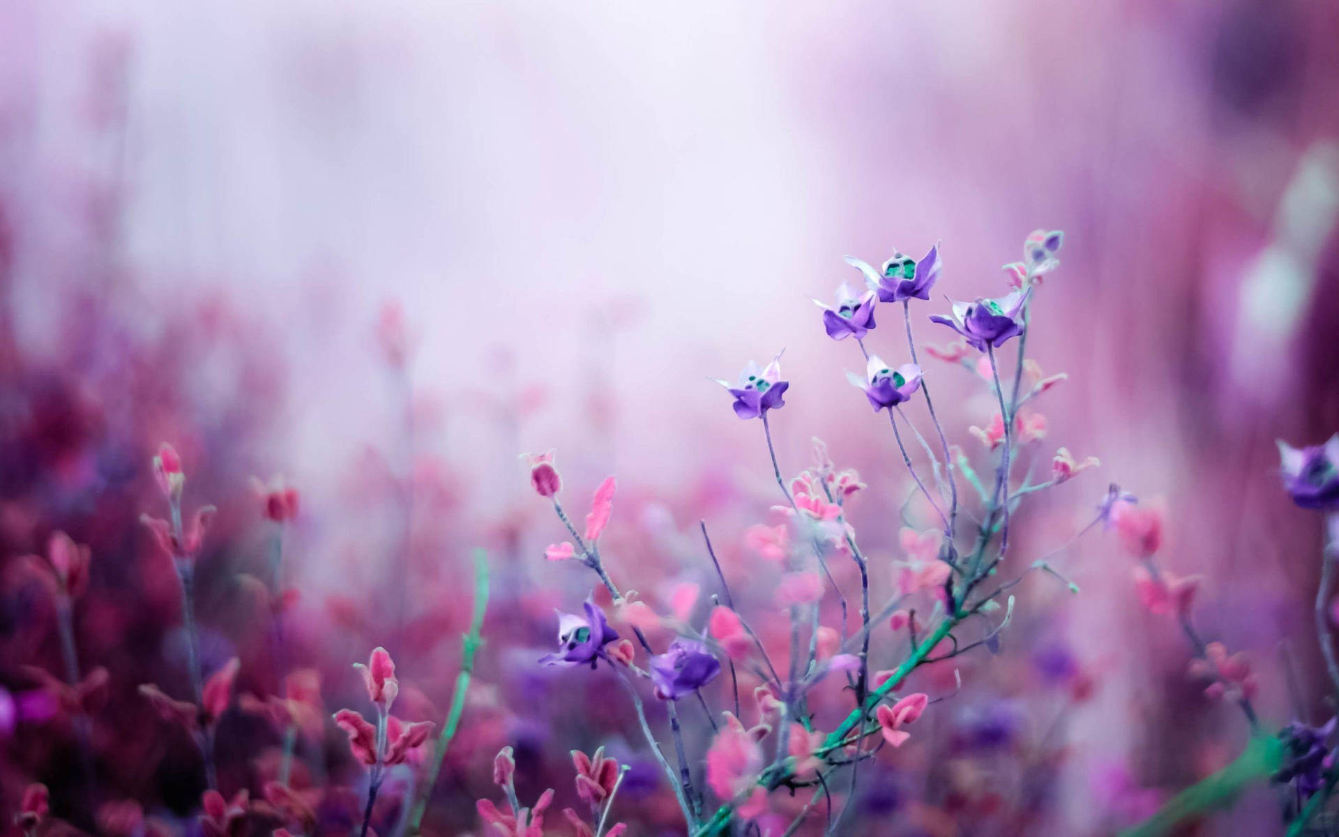 Purple Flower Desktop Wallpaper